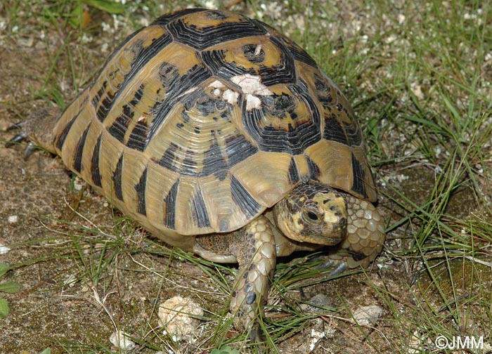 Testudo graeca nabeulensis : Tortue mauresque de Tunisie