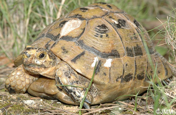 Testudo graeca nabeulensis : Tortue mauresque de Tunisie