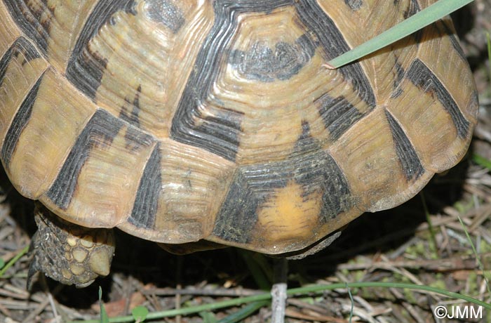 Testudo graeca nabeulensis : Tortue mauresque de Tunisie