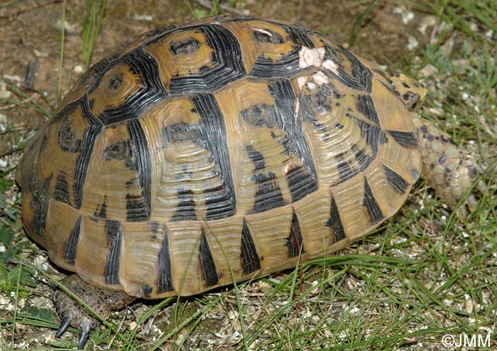 Testudo graeca nabeulensis : Tortue mauresque de Tunisie