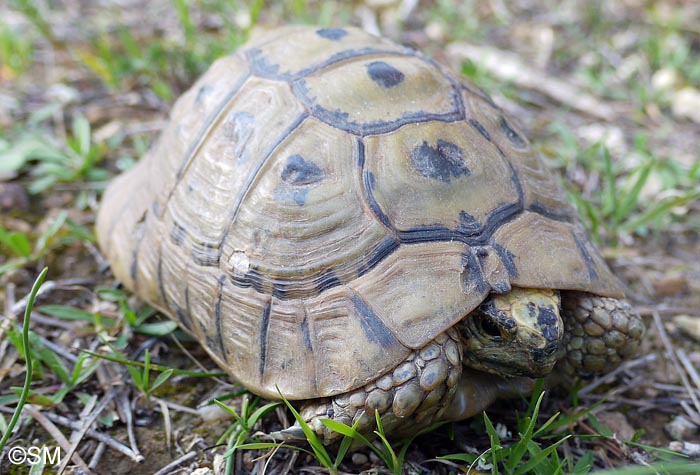 Testudo graeca nabeulensis : Tortue mauresque de Tunisie