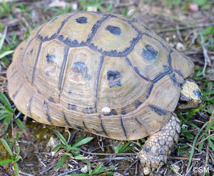 Testudo graeca nabeulensis : Tortue mauresque de Tunisie