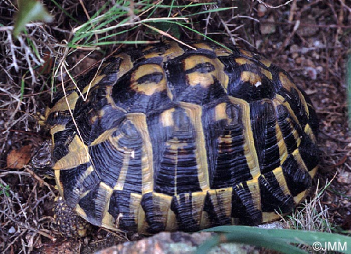 Testudo hermanni hermanni : Tortue d'Hermann