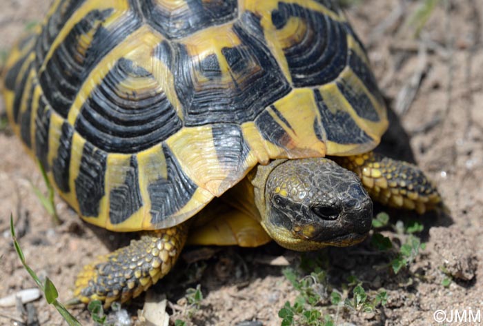 Testudo hermanni hermanni