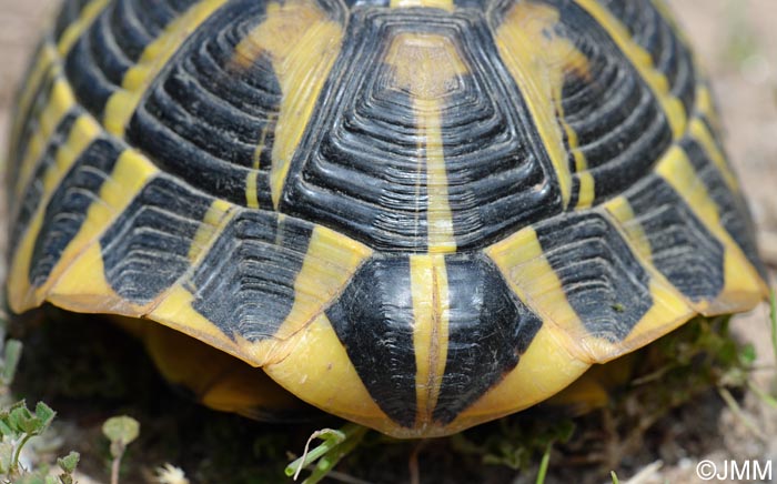 Testudo hermanni hermanni