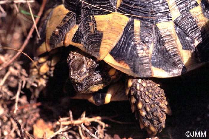 Testudo hermanni hermanni : Tortue d'Hermann