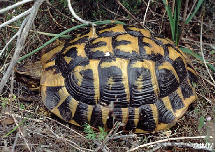 Testudo hermanni hermanni : Tortue d'Hermann