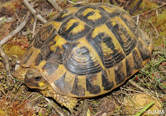 Testudo hermanni hermanni : Tortue d'Hermann