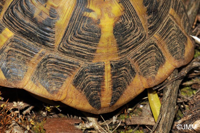 Testudo hermanni hermanni : Tortue d'Hermann