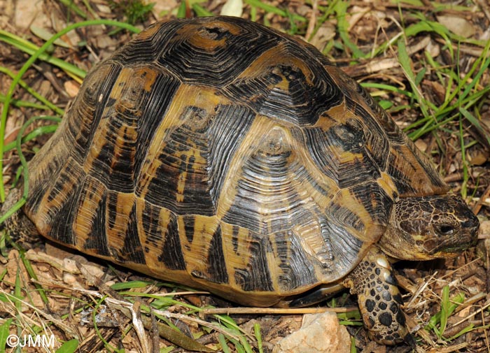 Testudo hermanni hermanni : Tortue d'Hermann