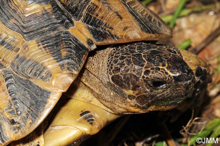 Testudo hermanni hermanni : Tortue d'Hermann