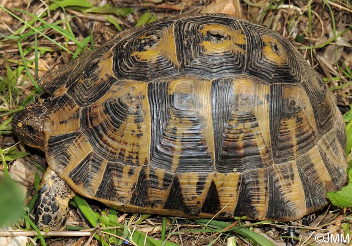 Testudo hermanni hermanni : Tortue d'Hermann