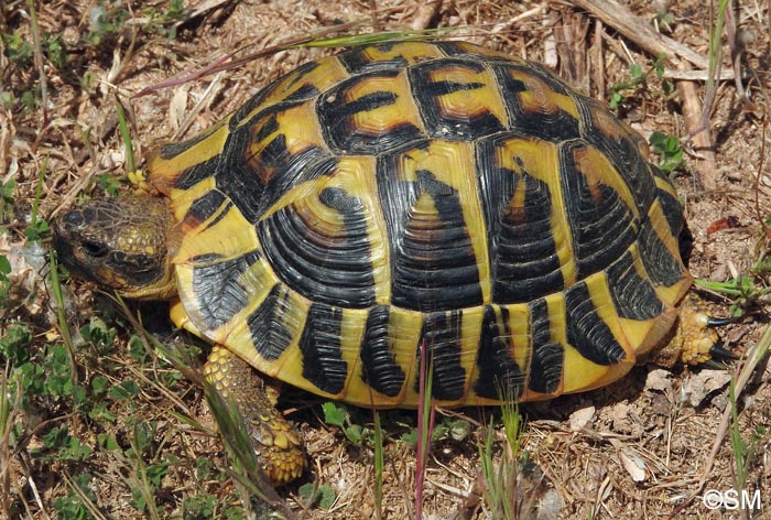 Testudo hermanni hermanni