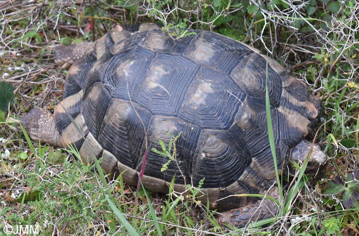 Testudo marginata