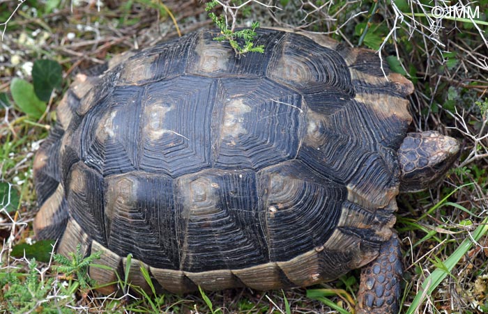 Testudo marginata