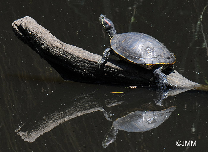 Trachemys scripta elegans : Tortue de Floride 