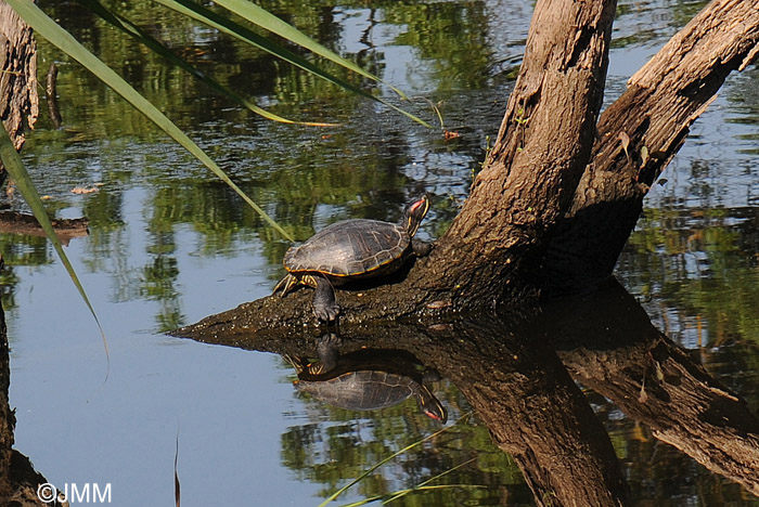 Trachemys scripta elegans : Tortue de Floride 