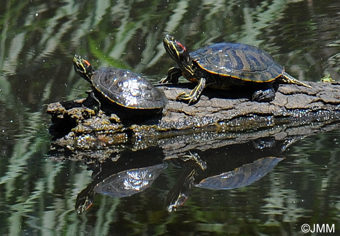 Trachemys scripta elegans : Tortue de Floride 