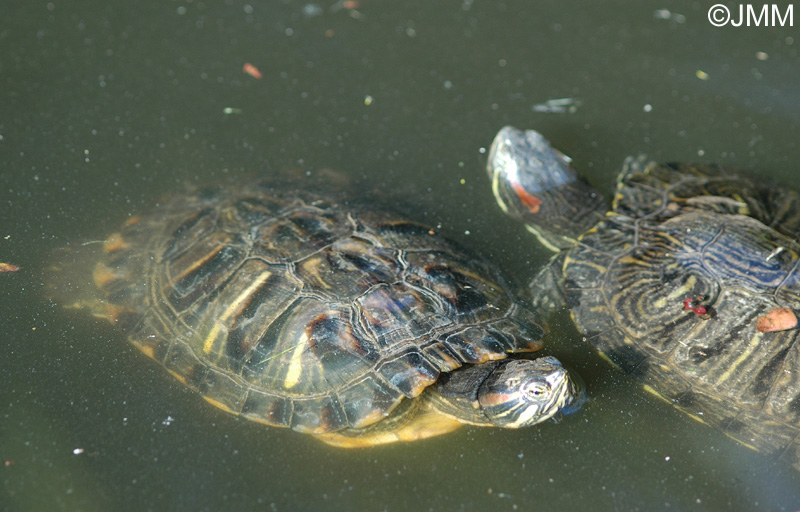 Trachemys scripta elegans : Tortue de Floride 