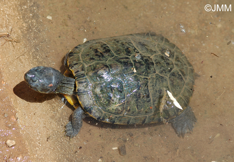 Trachemys scripta elegans : Tortue de Floride 