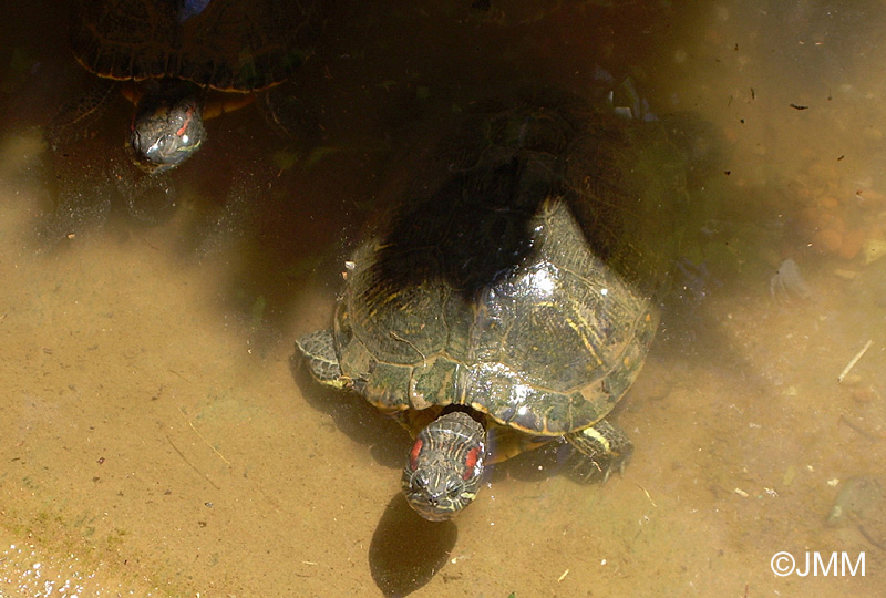 Trachemys scripta elegans : Tortue de Floride 