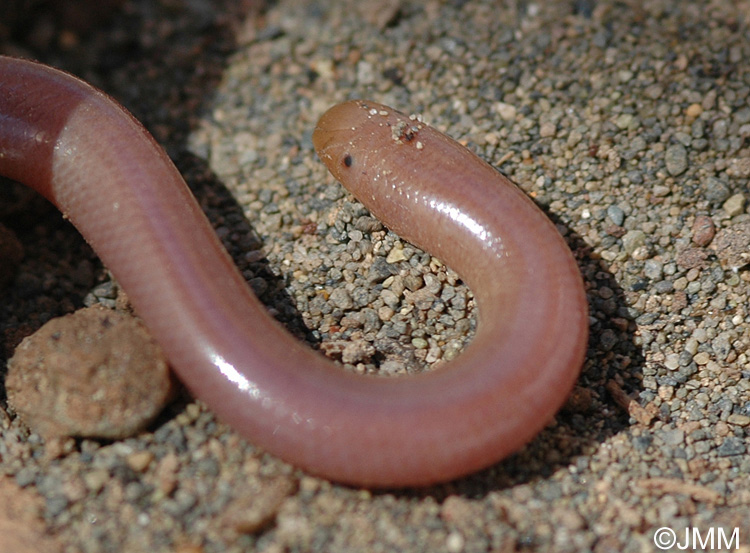 Typhlops vermiculaire