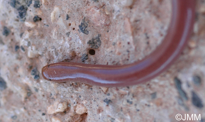 Typhlops vermiculaire