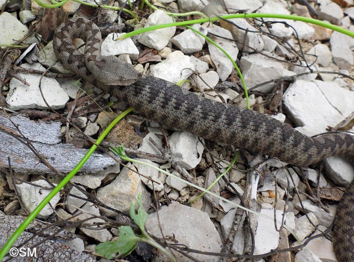 Vipera ammodytes : Vipre ammodyte, Vipre cornue