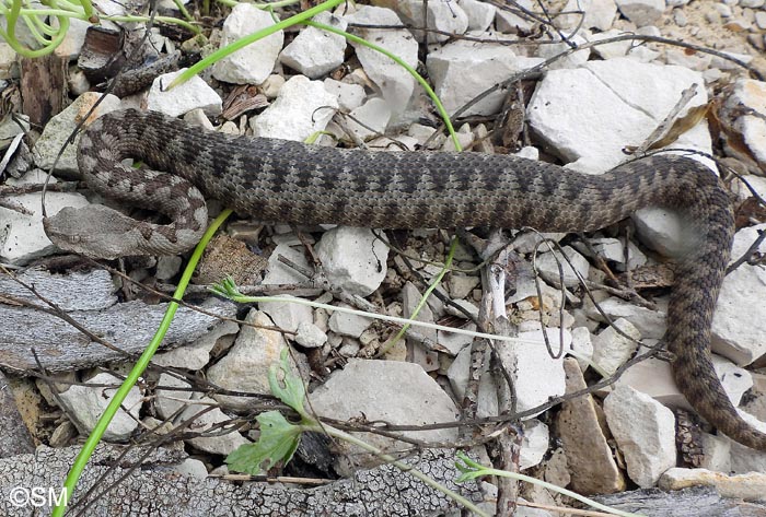 Vipera ammodytes : Vipre ammodyte, Vipre cornue