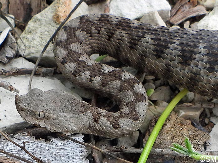 Vipera ammodytes : Vipre ammodyte, Vipre cornue