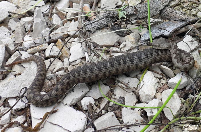 Vipera ammodytes : Vipre ammodyte, Vipre cornue