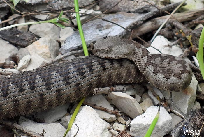 Vipera ammodytes : Vipre ammodyte, Vipre cornue