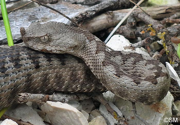 Vipera ammodytes : Vipre ammodyte, Vipre cornue