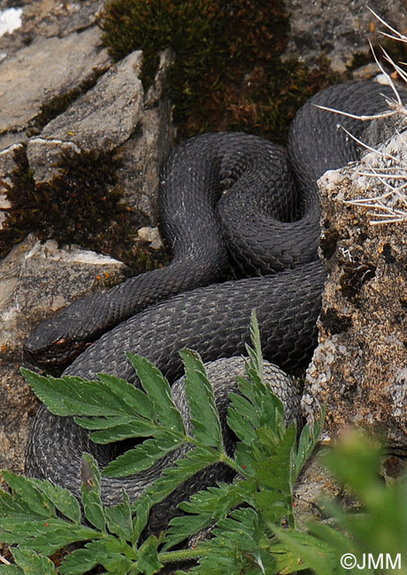 Vipera aspis atra : Vipre aspic des Alpes