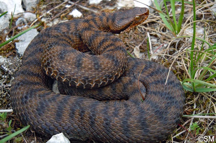 Vipera aspis : Vipre aspic