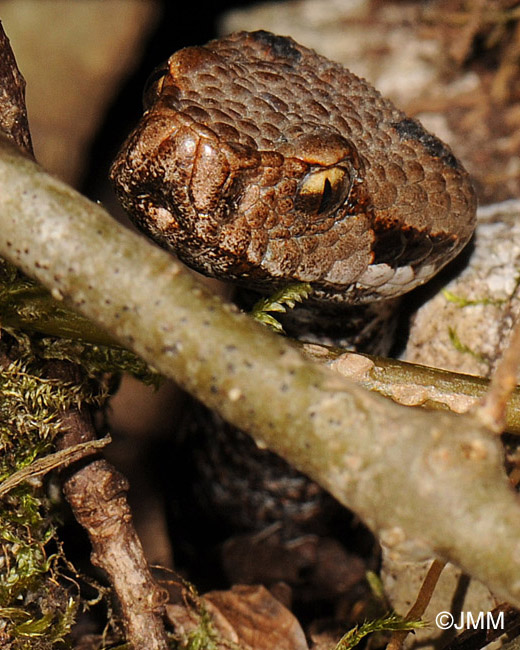 Vipera aspis : Vipre aspic