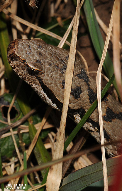 Vipera aspis : Vipre aspic