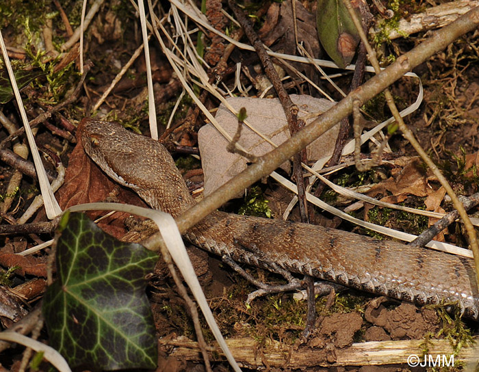 Vipera aspis : Vipre aspic