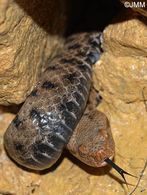 Vipera aspis : Vipre aspic