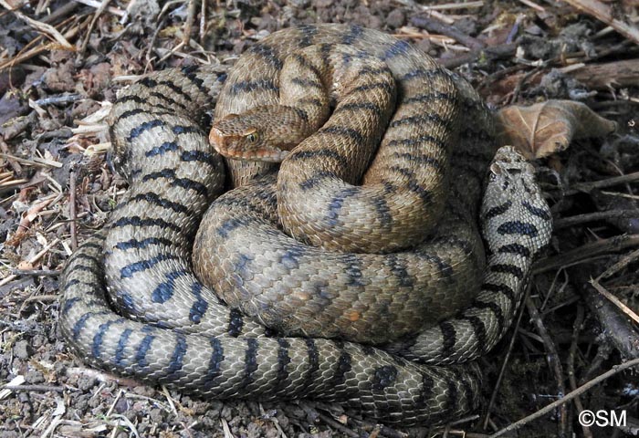 Vipera aspis