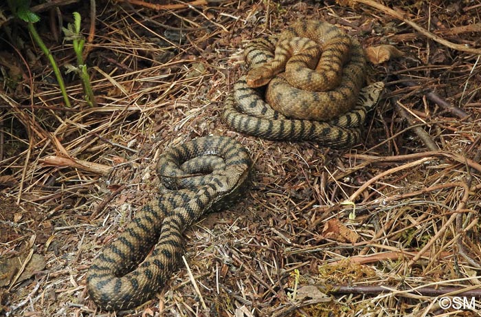 Vipera aspis