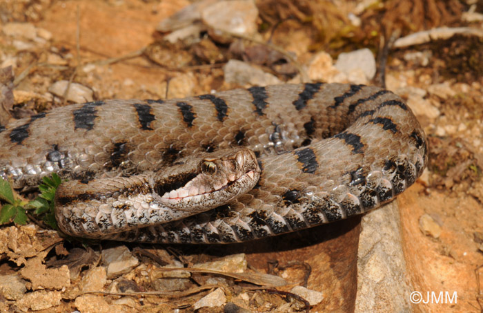 Vipera aspis : Vipre aspic