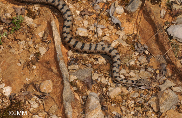 Vipera aspis : Vipre aspic