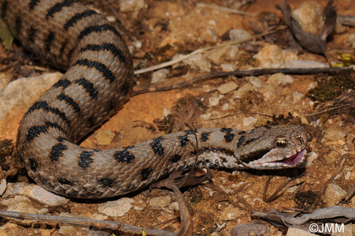 Vipera aspis : Vipre aspic