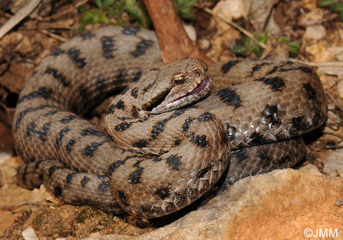 Vipera aspis : Vipre aspic