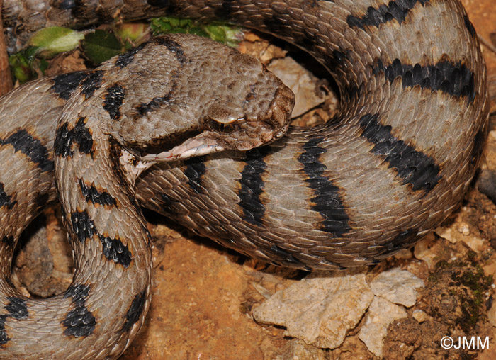 Vipera aspis : Vipre aspic