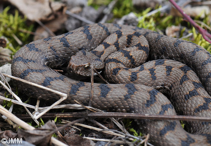 Vipera aspis : Vipre aspic