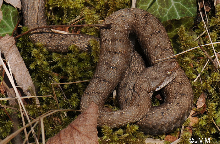 Vipera aspis : Vipre aspic