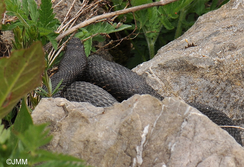 Vipera aspis atra : Vipre aspic des Alpes