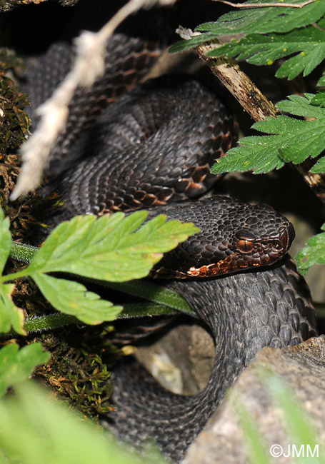 Vipera aspis atra : Vipre aspic des Alpes